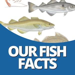 About_Us_-_Our_Fish_Facts