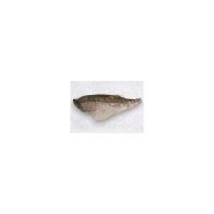 SKIN-ON GADUS HADDOCK 5/8