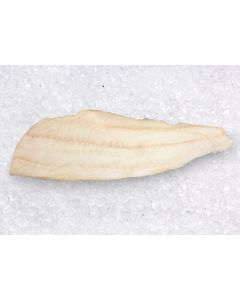 AGLL508 SKINLESS GLACIALIS COD 5/8