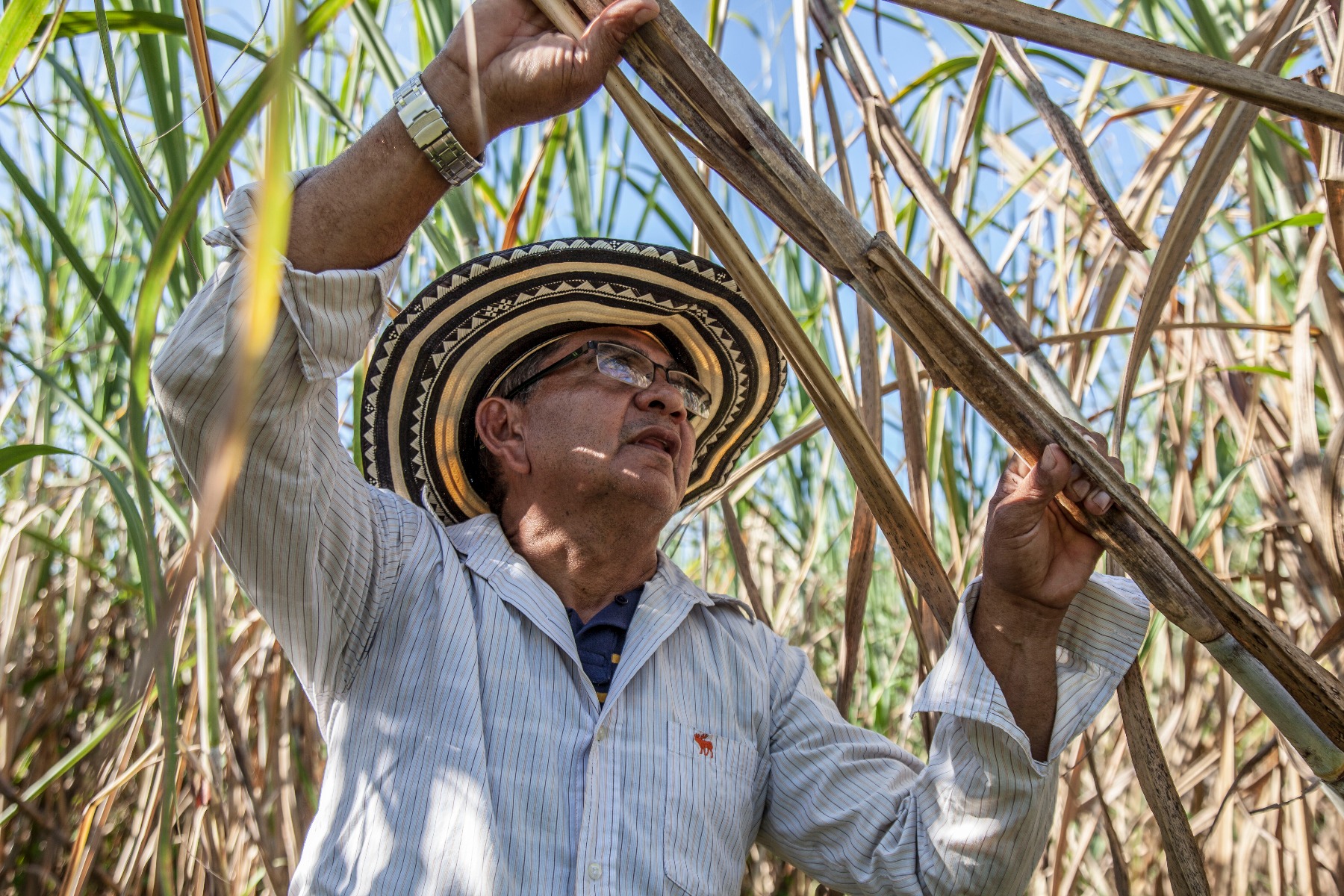 Canva_-_Man_Holding_a_Sugar_Cane