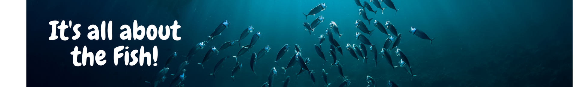 Fish swimming in sea Fish swimming in sea